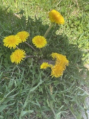 Taraxacum