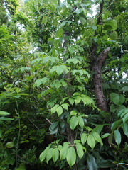 Stauntonia hexaphylla