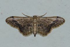Idaea violacea