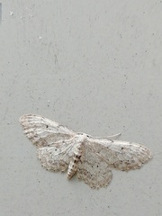 Idaea incisaria