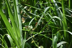 Rhodopygia hinei