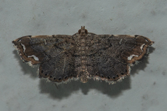 Neomusotima fuscolinealis