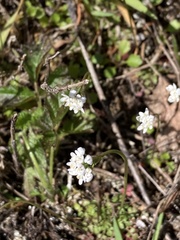 Teesdalia