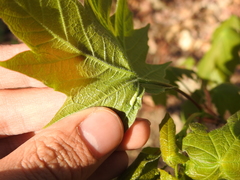 Dasineura communis