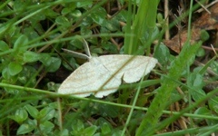 Perconia strigillaria