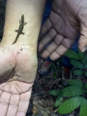 Sphaerodactylus grandisquamis