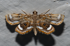 Cymoriza