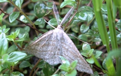 Perconia strigillaria