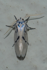 Comocritis cyanobactra