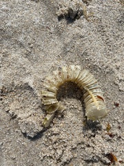 Sinistrofulgur sinistrum