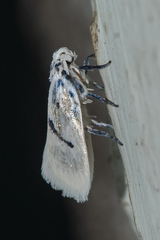 Comocritis cyanobactra