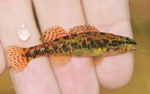 Brown darter (Etheostoma edwini) — Percidae — 3
