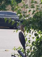 Passer domesticus