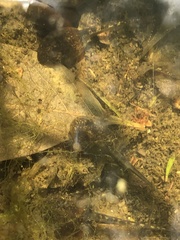 Pseudacris hypochondriaca
