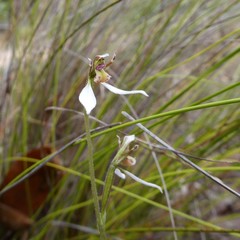 Eriochilus collinus collinus