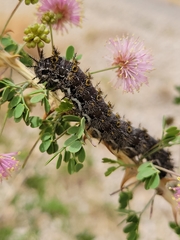 Hemileuca chinatiensis