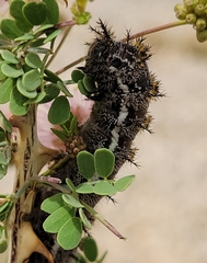 Hemileuca chinatiensis