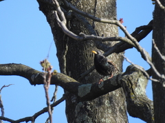 Sturnus vulgaris