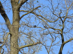 Sturnus vulgaris