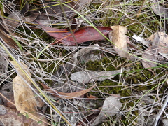 Eriochilus collinus collinus