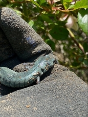 Aneides klamathensis