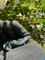 Aneides klamathensis