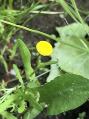Cotula coronopifolia