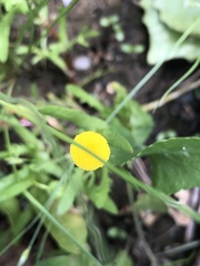 Cotula coronopifolia