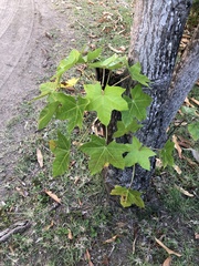 Aleurites moluccanus