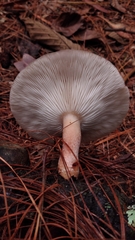 Lentinula boryana
