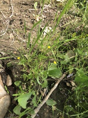 Cotula coronopifolia