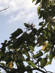 Aleurites moluccanus