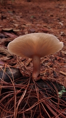 Lentinula boryana