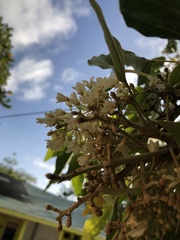 Aleurites moluccanus