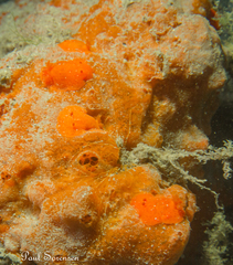 Doriopsilla carneola