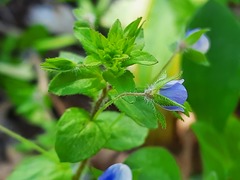 Veronica ceratocarpa
