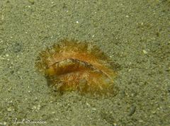 Phrikoceros