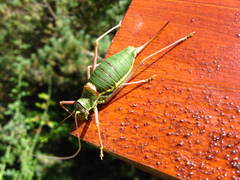 Ephippiger ephippiger