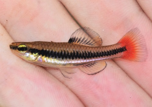 Bluefin Killifish
