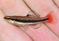 Bluefin Killifish photo 5