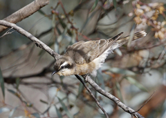 Chrysococcyx osculans