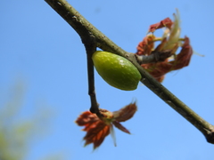 Amphibolips ellipsoidalis