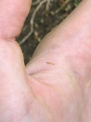 Lepidoptera