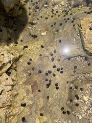 Littorina subrotundata