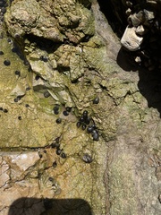 Littorina subrotundata