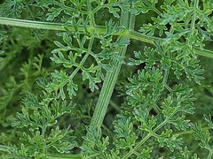 Prangos odontalgica