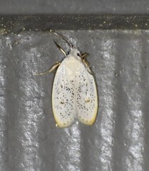 Durrantia piperatella