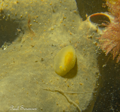 Doriopsilla carneola