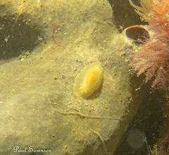 Doriopsilla carneola