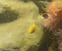 Doriopsilla carneola